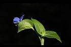 鴨跖草-花89.JPG