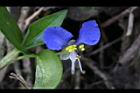 鴨跖草-花90.jpg