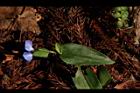 鴨跖草-花91.JPG