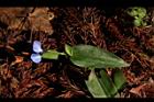 鴨跖草-花93.JPG