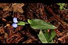 鴨跖草-花94.JPG