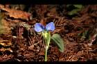 鴨跖草-花97.JPG
