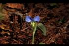 鴨跖草-花98.JPG