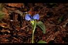 鴨跖草-花99.JPG