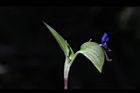 鴨跖草-花苞01.jpg