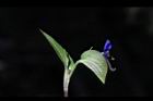 鴨跖草-花苞02.jpg