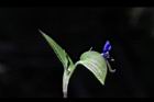 鴨跖草-花苞03.jpg