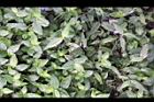 鴨跖草-葉01.jpg