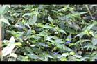鴨跖草51.jpg
