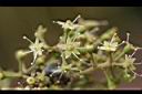 鵝掌柴-花00.jpg