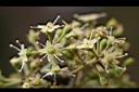 鵝掌柴-花05.jpg