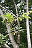 鵝掌柴-葉00.jpg