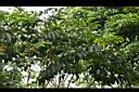 鵝掌柴01.jpg