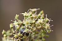 鵝掌柴-花04.jpg