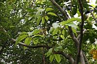 鵝掌柴-葉05.jpg