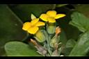 鵝鑾鼻燈籠草-花02.JPG