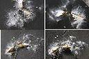 鷗蔓-種子1.jpg