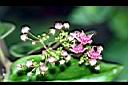 鷗蔓-花02.jpg