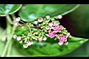 鷗蔓-花04.jpg