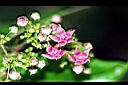 鷗蔓-花05.jpg