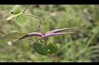 鷗蔓-實01.jpg
