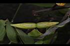 鷗蔓-實28.JPG