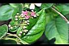 鷗蔓-花06.jpg
