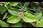 鷗蔓-花07.jpg