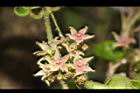 鷗蔓-花10.JPG