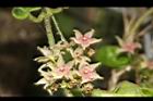 鷗蔓-花11.JPG