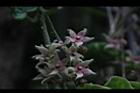 鷗蔓-花12.JPG