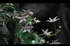 鷗蔓-花13.JPG