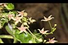 鷗蔓-花14.JPG