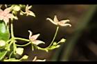 鷗蔓-花16.JPG