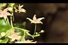 鷗蔓-花17.JPG