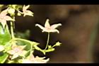 鷗蔓-花18.JPG