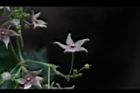 鷗蔓-花19.JPG