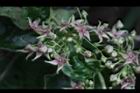 鷗蔓-花20.JPG