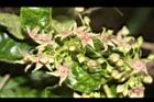鷗蔓-花21.JPG