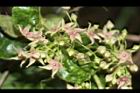 鷗蔓-花22.JPG