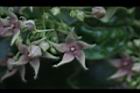 鷗蔓-花24.JPG