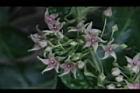 鷗蔓-花25.JPG