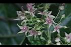 鷗蔓-花26.JPG