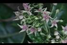 鷗蔓-花27.JPG