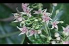鷗蔓-花28.JPG
