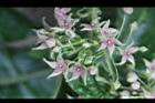 鷗蔓-花29.JPG
