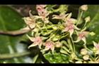 鷗蔓-花30.JPG