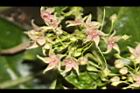 鷗蔓-花31.JPG
