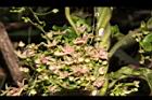 鷗蔓-花34.JPG