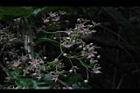 鷗蔓-花37.JPG